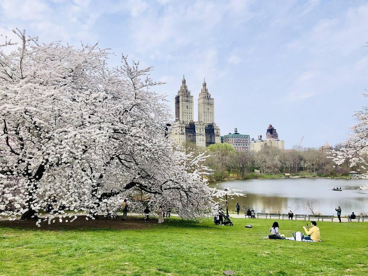 Kirsebærblomstring i Central Park om våren